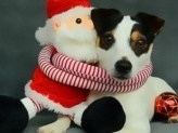 Funny Christmas Dogs